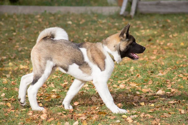 Aranyos Amerikai Akita Kölyök Fut Őszi Parkban Négy Hónapos Állatok — Stock Fotó