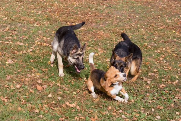秋の公園ではかわいいドイツの羊飼いの犬の子犬と英語のビーグルの子犬が遊んでいます ペット動物 純血犬 — ストック写真