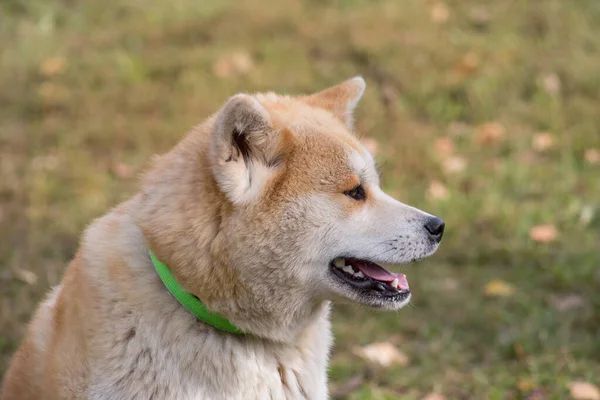 Aranyos Akita Inu Kiskutya Őszi Parkban Állatok Fajtatiszta Kutya — Stock Fotó