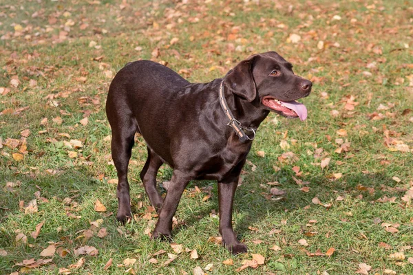 かわいいラブラドールの取得子犬は秋の公園の緑の芝生の上に立っています ペット動物 純血犬 — ストック写真