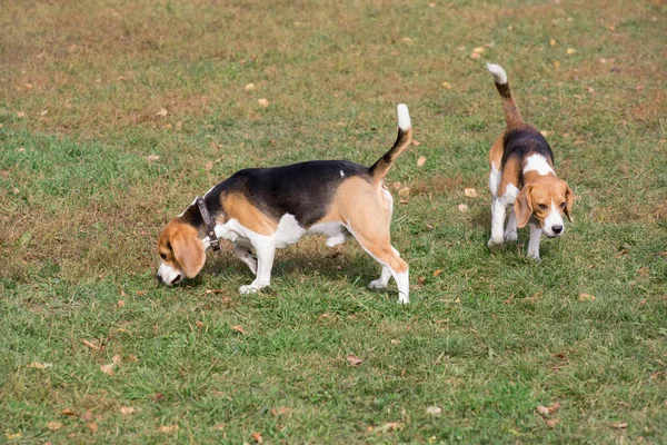 Δύο Χαριτωμένα Αγγλικά Κουτάβια Beagle Περπατούν Στο Πάρκο Φθινόπωρο Ζώα — Φωτογραφία Αρχείου
