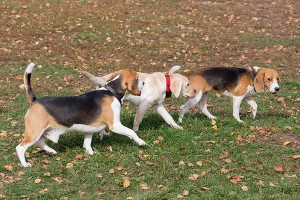 귀여운 강아지 마리와 러브라도 리트리버 강아지가 공원을 있습니다 순종하는 — 스톡 사진