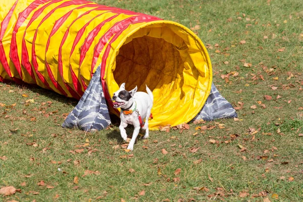 Hunden Springer Genom Agilitetstunneln Höstparken Sällskapsdjur — Stockfoto