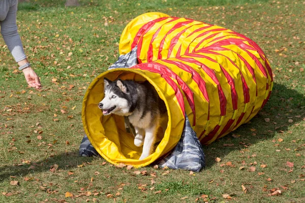 Husky Siberiano Está Saliendo Del Túnel Agilidad Parque Otoño Animales —  Fotos de Stock