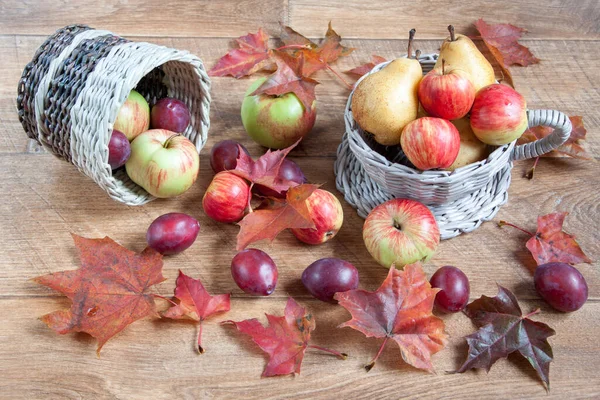 Maple Leafs Apples Pears Other Gifts Nature Autumn Still Life — Stock Photo, Image