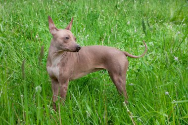 Amerikan tüysüz teriyer köpeği yeşil çimlerin üzerinde duruyor. Evcil hayvanlar..