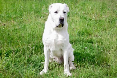 Orta Asya çoban köpeği yavrusu yeşil çimlerin üzerinde oturuyor. Evcil hayvanlar..