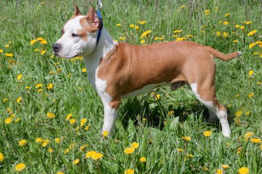 Amerikan personeli teriyer köpeği yeşil bir çayırda duruyor. Evcil hayvanlar. On aylık..