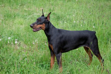 Tatlı doberman pinscher yeşil bir çayırda duruyor. Evcil hayvanlar..