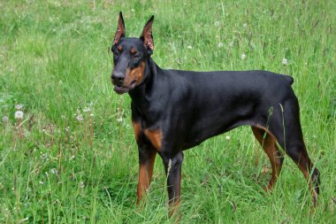Tatlı doberman pinscher yeşil çimlerin üzerinde duruyor. Evcil hayvanlar..