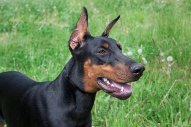 Tatlı doberman pinscher 'ın portresi. Kapatın. Evcil hayvanlar..