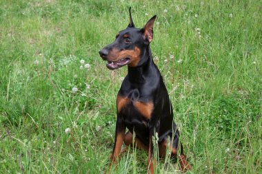 Tatlı doberman pinscher yeşil bir çayırda oturuyor. Evcil hayvanlar..