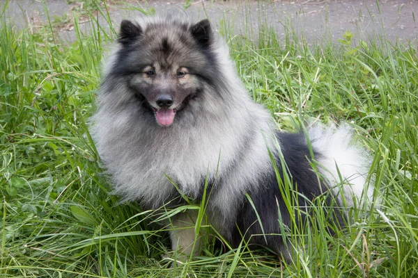 Deutscher Wolfspitz Står Grön Äng Keeshond Eller Tyskt Spott Sällskapsdjur — Stockfoto