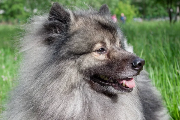 Deutscher Wolfspitz Gros Plan Spitz Keeshond Allemand Animaux Compagnie — Photo