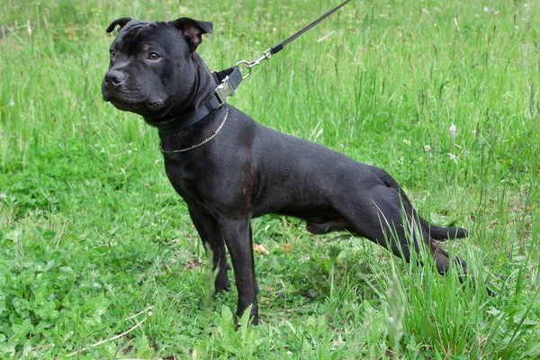 Staffordshire Bull Terrier Cachorro Está Pie Prado Verde Animales Compañía — Foto de Stock