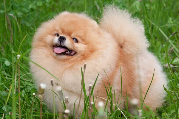 Leuke Pomeranian Spitz Puppy Staat Een Groen Gras Deutscher Spitz — Stockfoto