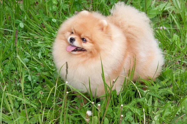 可爱的波美拉尼亚斯皮茨小狗站在一片绿色的草地上 Deutscher Spitz或Zwergspitz 宠物动物 — 图库照片