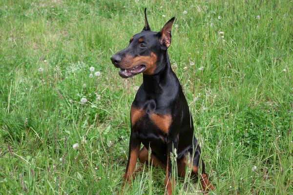 Tatlı doberman pinscher yeşil bir çayırda oturuyor. Evcil hayvanlar..