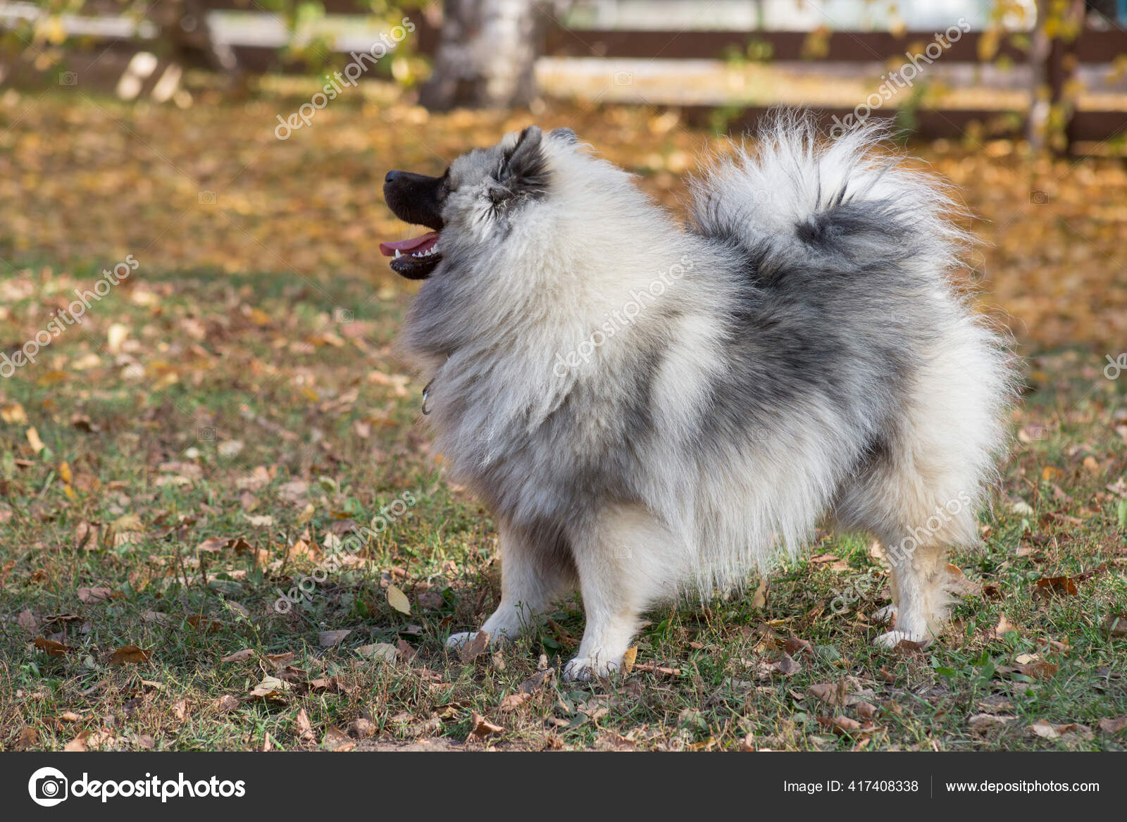Anak Anjing Wolfspitz Lucu Berdiri Taman Musim Gugur Keeshond Atau