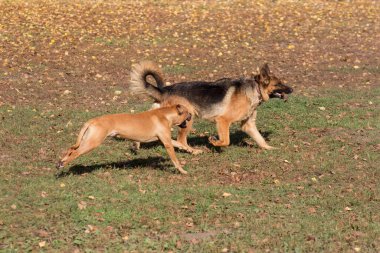 Tatlı Alman çoban köpeği ve amstaff köpeği sonbahar parkında koşuyorlar. Evcil hayvanlar. Safkan köpek..