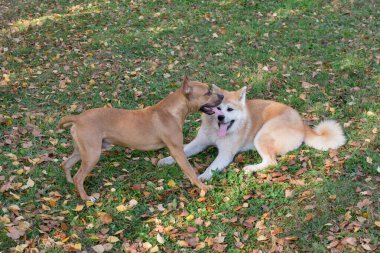 Şirin Amerikan personeli teriyer köpeği ve Amerikan akita köpeği sonbahar parkında oynuyorlar. Evcil hayvanlar. Safkan köpek..