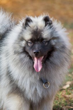 Sonbahar yeşillik arka planında Wolfspitz 'in portresi. Keeshond veya Alman Spitz. Evcil hayvanlar. Safkan köpek..