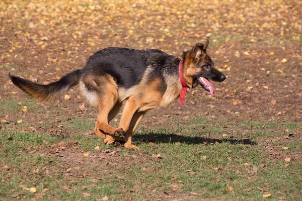 Tatlı Alman Çoban Köpeği Yavrusu Sonbahar Parkında Koşuyor Evcil Hayvanlar — Stok fotoğraf