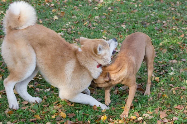 American staffordshire terrier puppy and american akita puppy are playing in the autumn park. Pet animals. Purebred dog.
