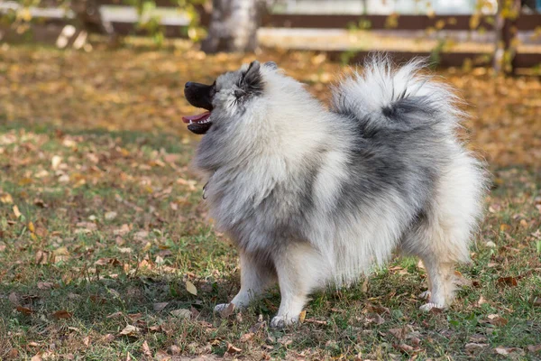 可爱的狼狗站在秋天的公园里 Keeshond或德国间谍 宠物动物 纯种狗 — 图库照片