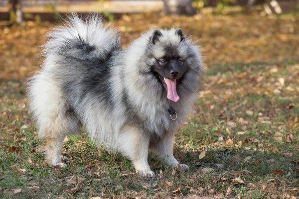 Cachorro Deutscher Wolfspitz Está Parque Outono Keeshond Spitz Alemão Animais — Fotografia de Stock