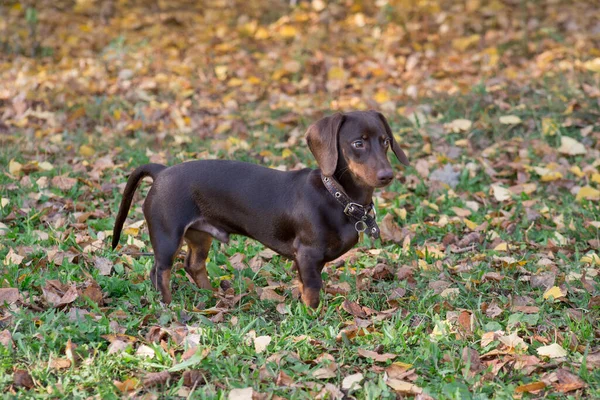 Pequeno Cachorro Dachshund Está Parque Outono Cão Salsicha Salsicha Animais — Fotografia de Stock