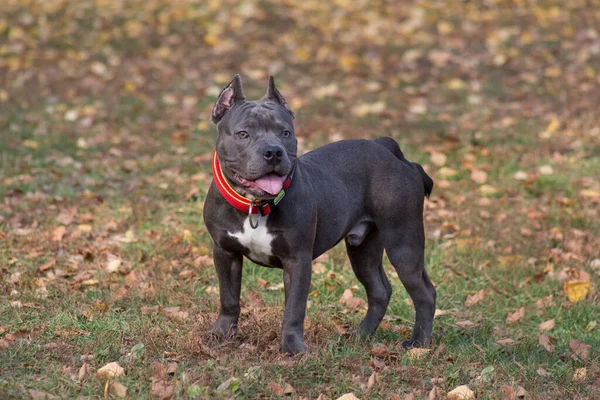 Carino Cucciolo Bullo Americano Piedi Nel Parco Autunnale Sette Mesi — Foto Stock