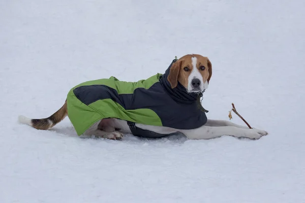 かわいいロシアの猟犬白い雪の上に横たわっているとカメラを見て ペット動物 純血犬 — ストック写真