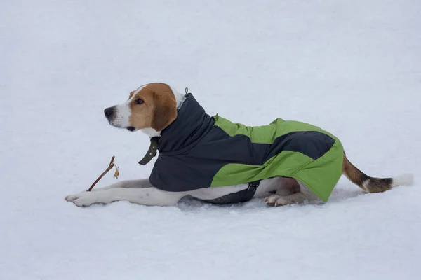 Lindo Perro Ruso Está Acostado Sobre Nieve Blanca Parque Invierno —  Fotos de Stock