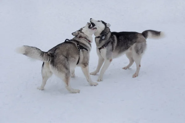 Två Sibiriska Husky Leker Vit Snö Vinterparken Sällskapsdjur Renrasiga Hundar — Stockfoto