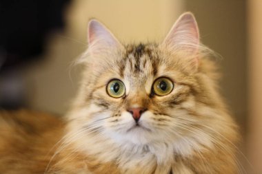 Şirin Fin stenografi kedi