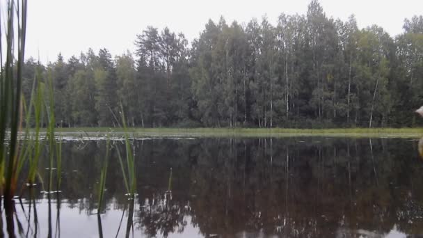 水の表面に曇り 森林湖で光雨粒します — ストック動画
