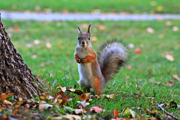 Fox Squirrel Park Funny Curious Glance — Stock Photo, Image