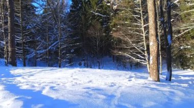 Kış ormandaki çam