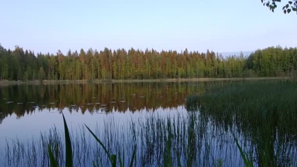 美丽的芬兰湖与绿色森林背景 — 图库视频影像