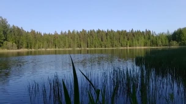 Beau lac finlandais avec fond de forêt verte 