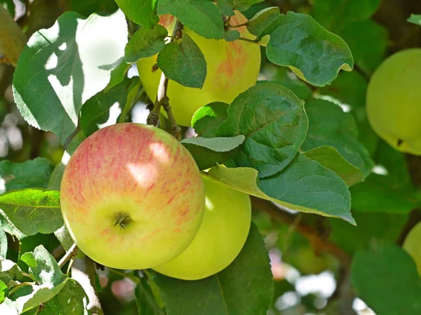 Big ripe yellow apple fruits with red stripes hanging on the branch in summertime