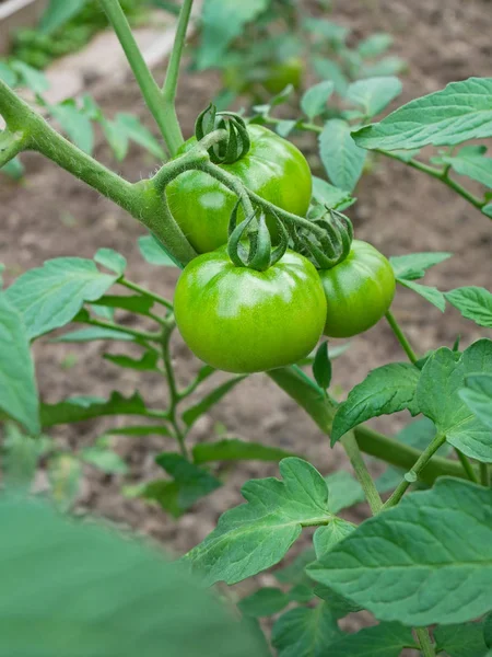 Big Green Tomato Fruits Yellowish Hue Hanging Plant Growth Soil — Stock Photo, Image