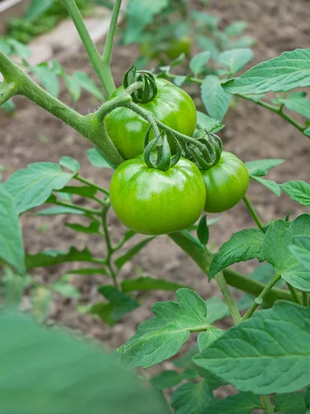 Grandi Frutti Pomodoro Verde Con Tonalità Giallastra Appesa Alla Pianta — Foto Stock