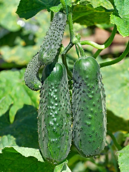 Green Cucumbers Hanging Growing Ripening Garden Lovely Sunny Summer Day — Stock Photo, Image