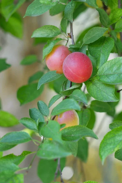 Kilku Dojrzewania Owoców Czerwone Śliwki Wiśnia Prunus Cerasifera Wiszące Gałęzi — Zdjęcie stockowe