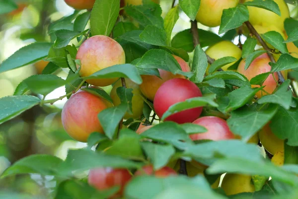 Dojrzewanie Czerwonych Owoców Śliwka Wiśnia Prunus Cerasifera Wśród Liści Gałęzi — Zdjęcie stockowe