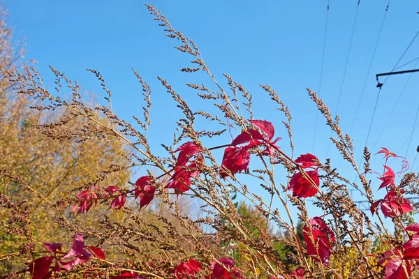 Feuilles Liane Rouge Vif Sur Herbe Séchée Près Des Lignes — Photo