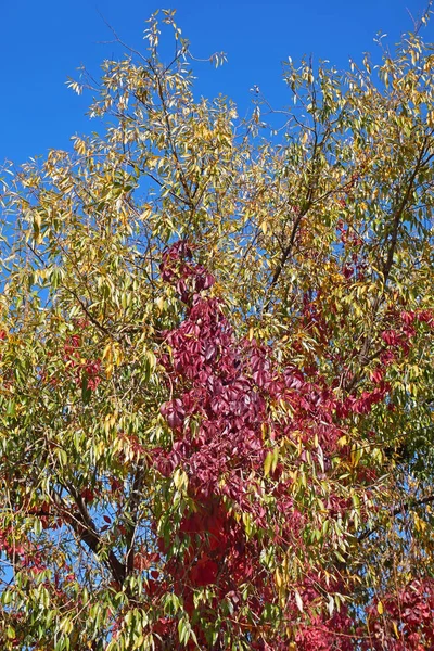 버지니아 Parthenocissus Quinquefolia 레드가 시즌에 나무에 나뭇잎 — 스톡 사진