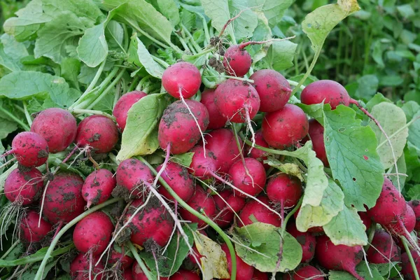 Tas Racines Fraîches Radis Rouge Dans Jardin Pendant Récolte Plein — Photo